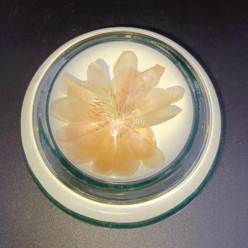 MCM Domed Magnifying Glass Paperweight Dried Flower