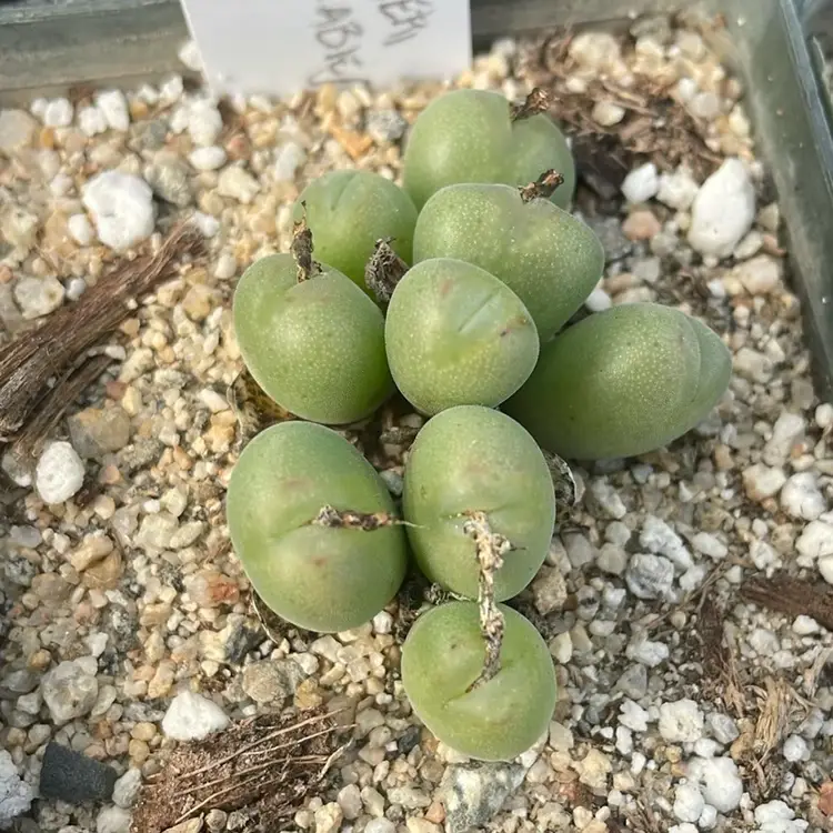 Cono Meyeri Augrabies