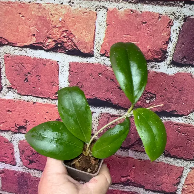 HOYA