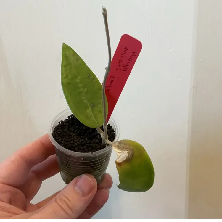 Hoya miari jaya *ugly duckling*