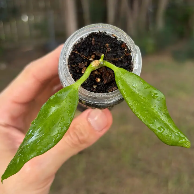 Hoya Australis Ssp. Rupicola