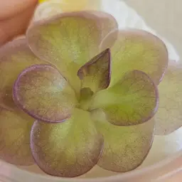 CSC-A Pinguicula "Purple Pinstripe"