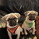 pugmom337
