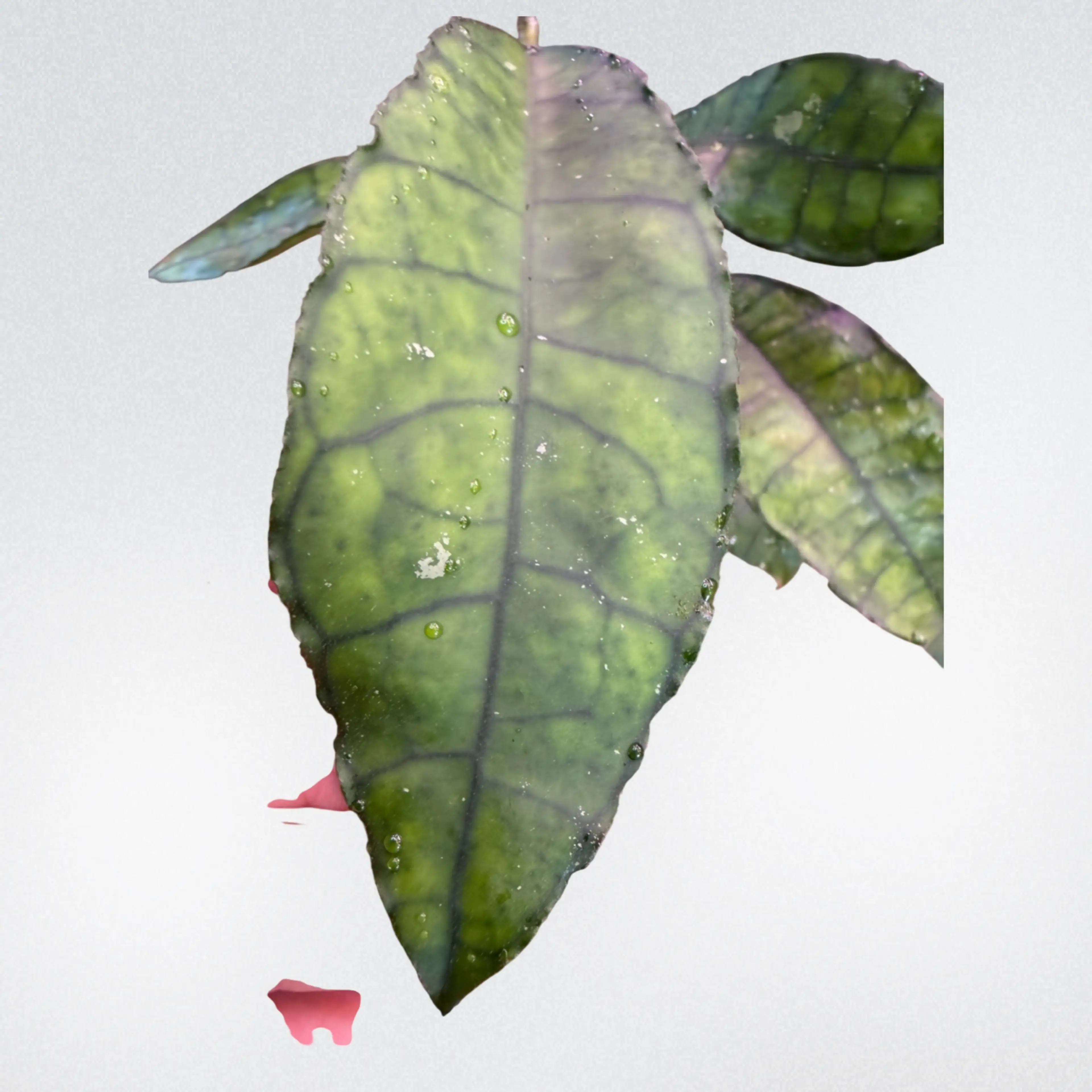 Image 2 of 3