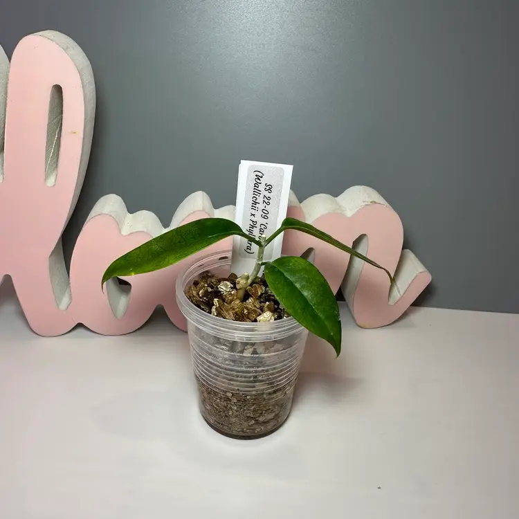 53 SS 22-09 ‘Carol’ (Wallichii x Phyllura)