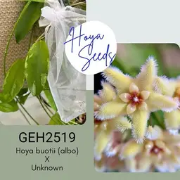 10 pack GEH2519 <Hoya buotii (albo) x UNK> seeds