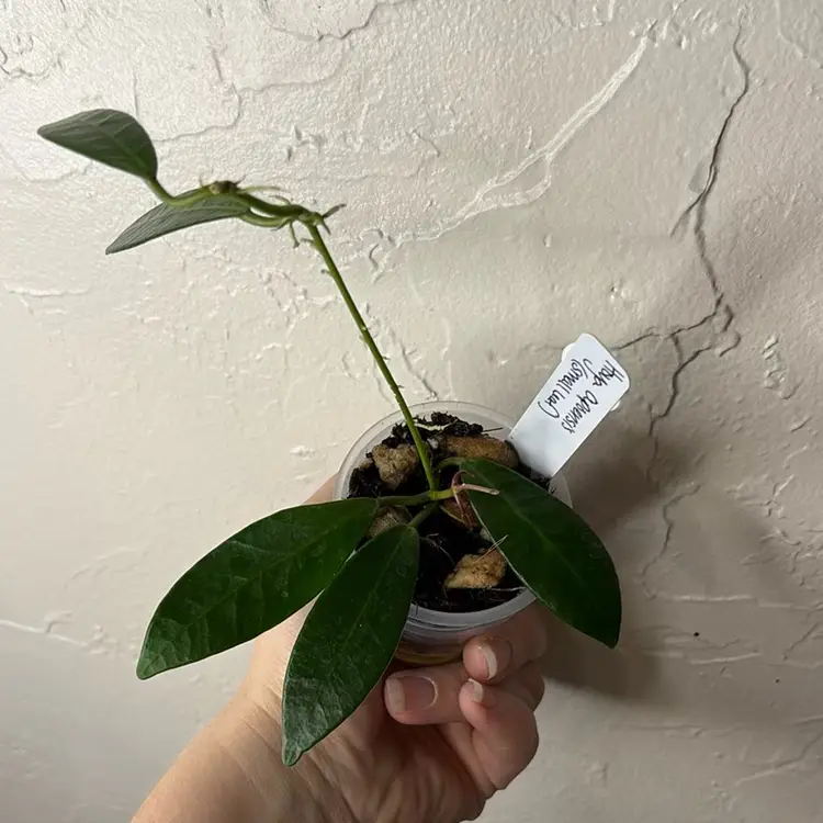 337 Hoya apoensis(small leaf)