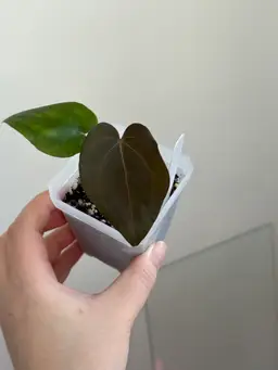 (Ree pap x RG dress) x (pap Wu6)xAOS df