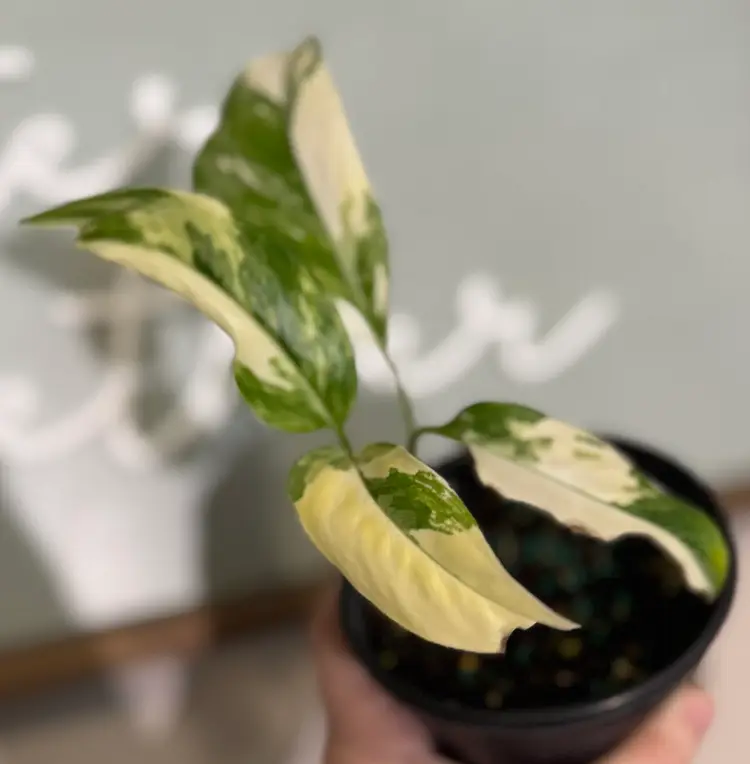 Monstera Lechleriana Variegated