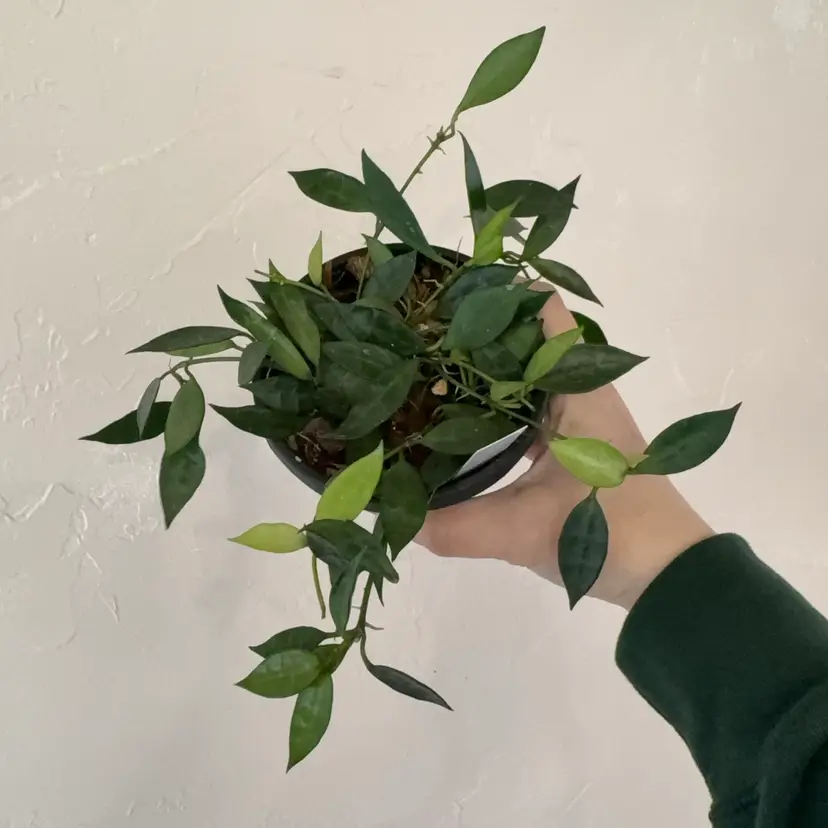 Hoya lacunosa (variegated revert) hanging basket
