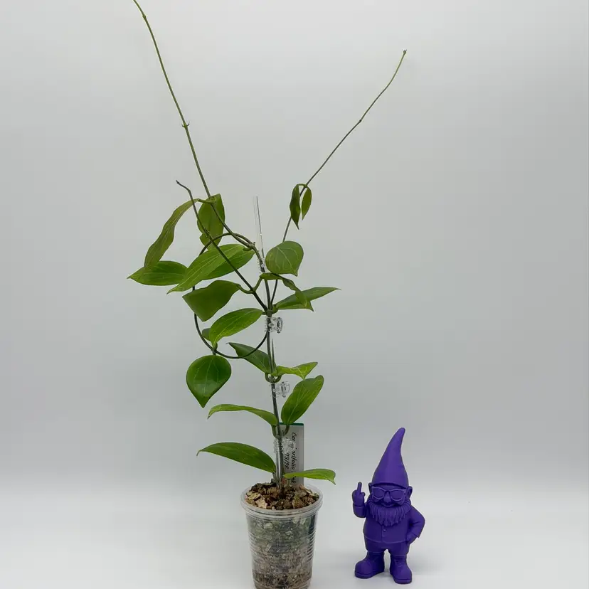 G60 Camphorifolia Pink