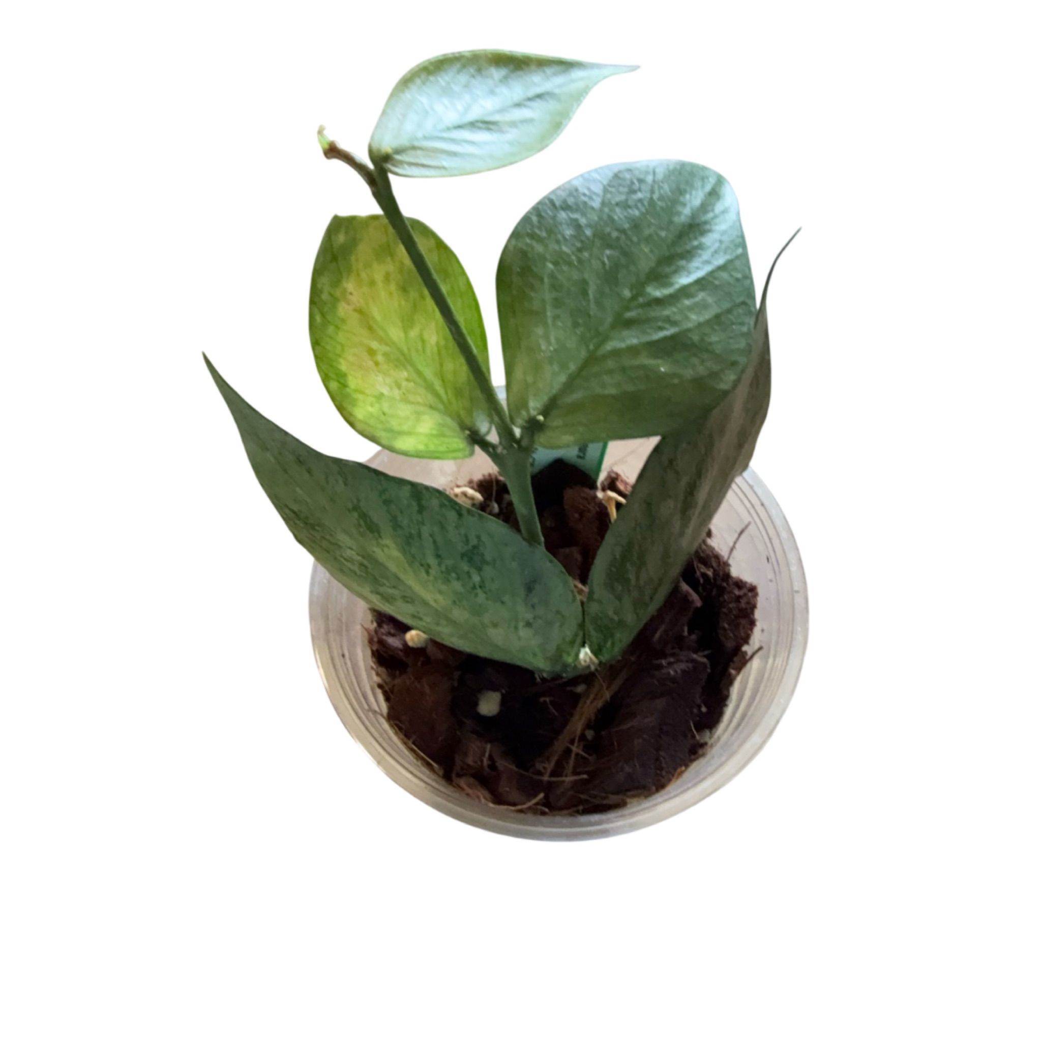 Hoya polyneura silver カット苗 Overgrown Oasis · Hoya polyneura 'silver'