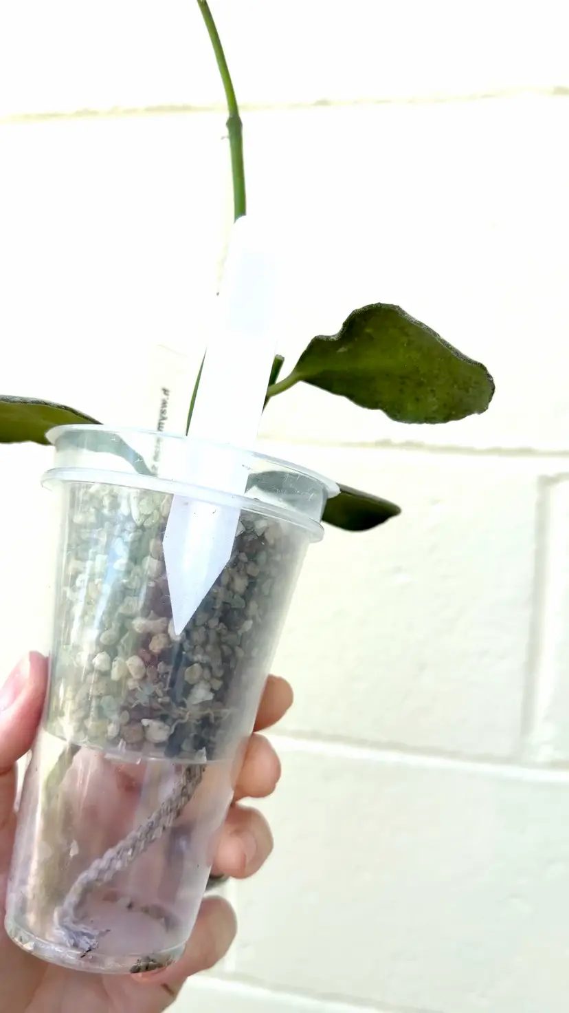 0003 Waymaniae Cloudy sky