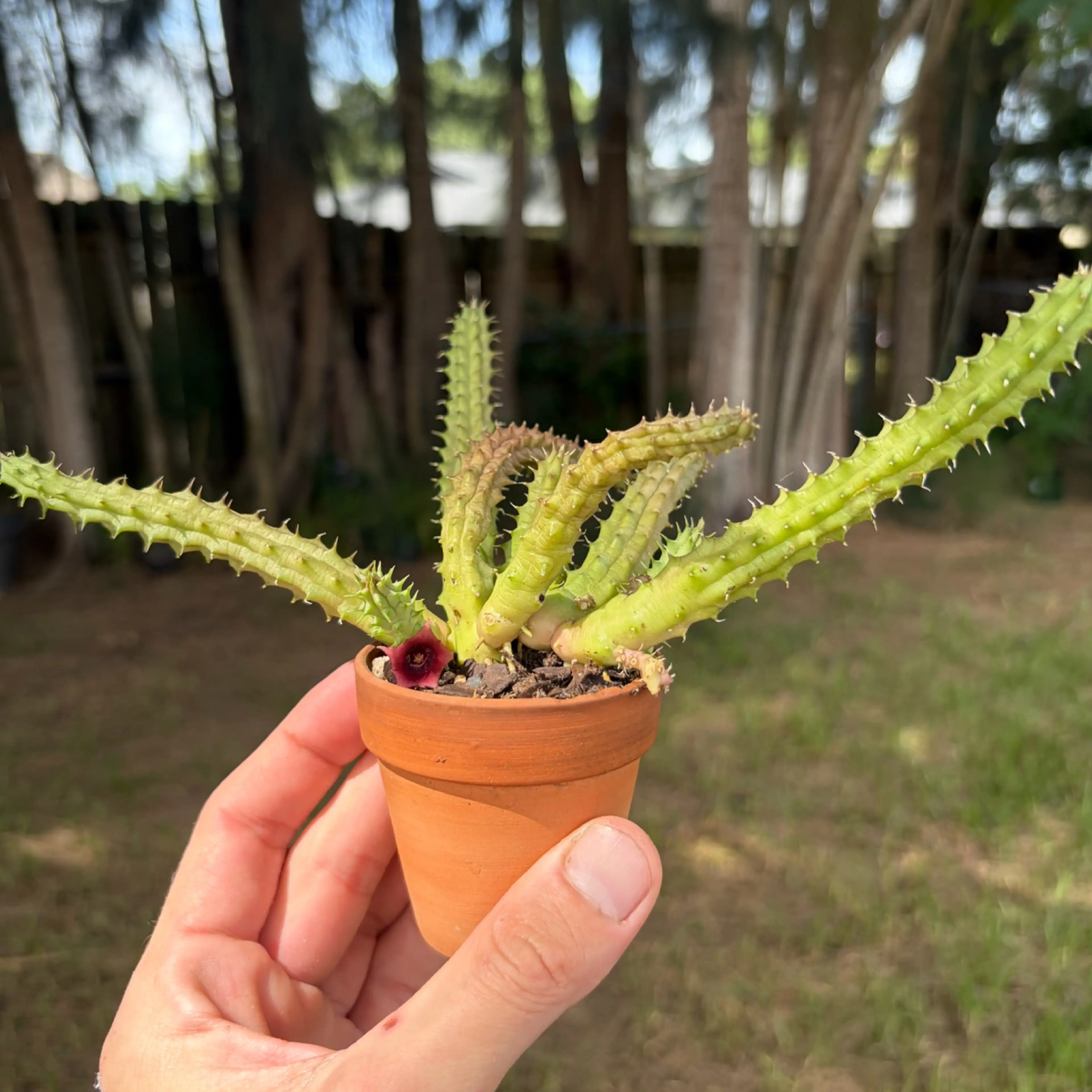 Image 2 of 3