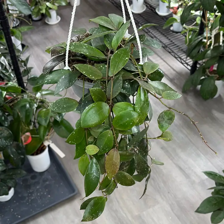Hoya walliniana UT152