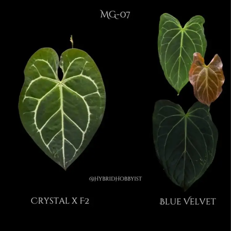 A07 One MG-07 seedling