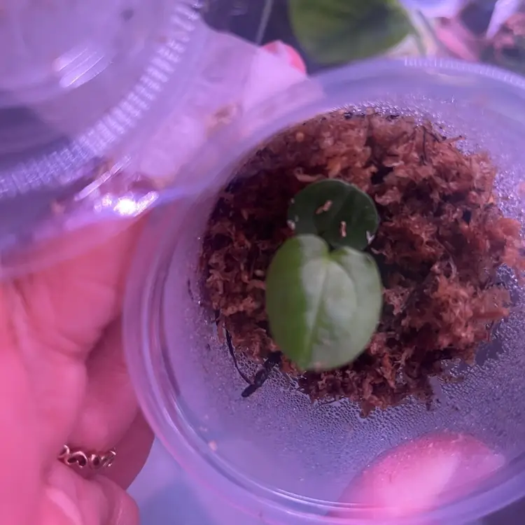 Pap Wu2/Mushroom (Antolakii BVEP) X Open Seedling