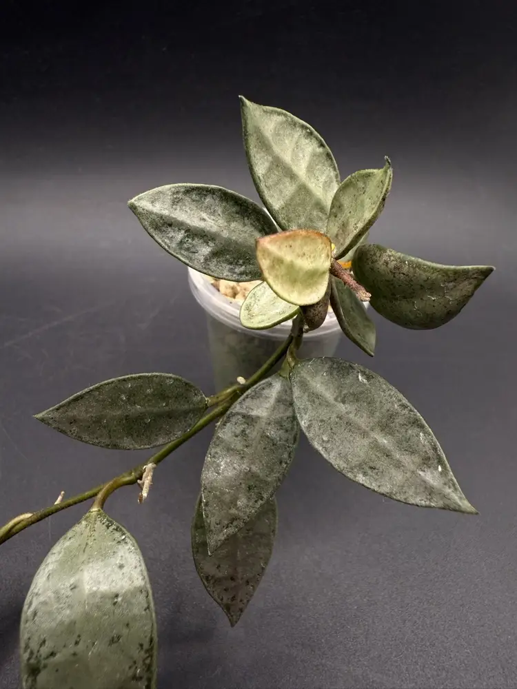 Hoya Lacunosa ‘Grey Ash’