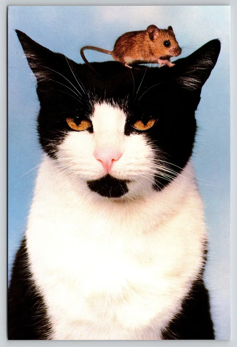 Postcard Cat'N Mouse Cat with Mouse on Head Felis catus 1989 Cat Tricks - 13596