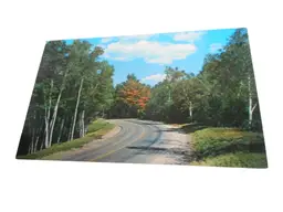 Vintage Postcard unposted Cedar Run Pennsylania Road Birch Tree nature 1950s