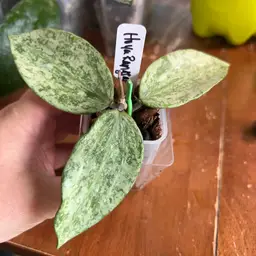 Hoya rangsan