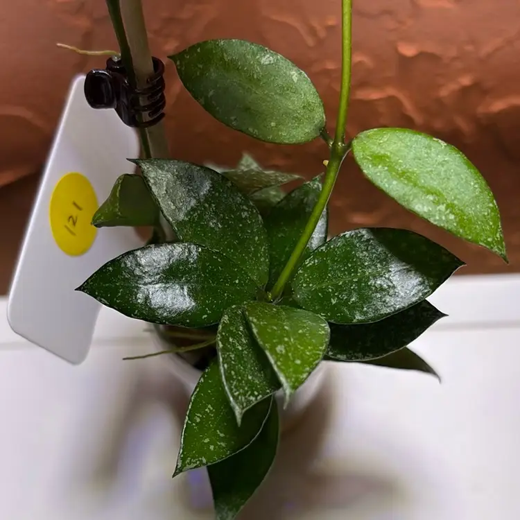 121 Hoya lacunosa sp Cianjur