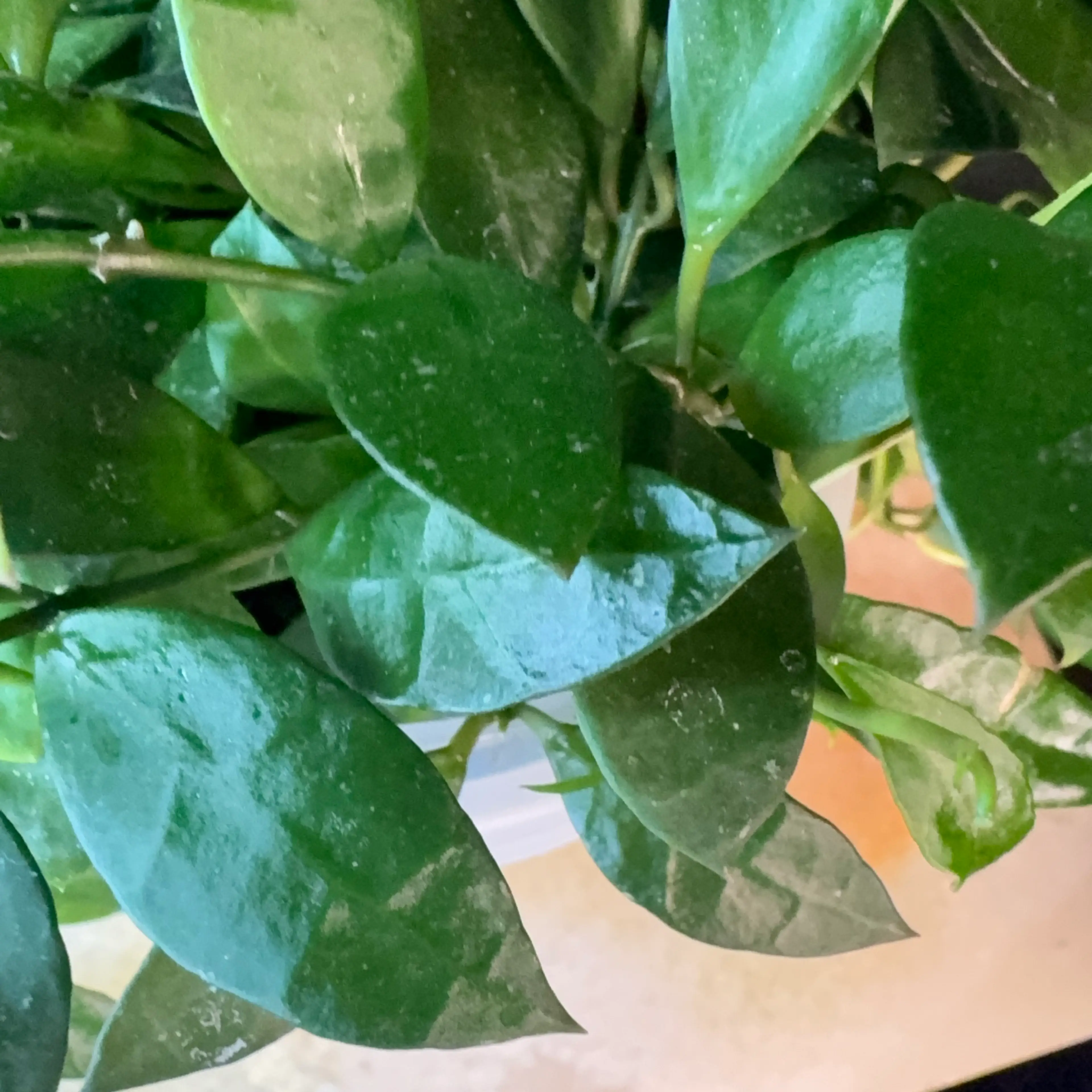 Image 4 of 4