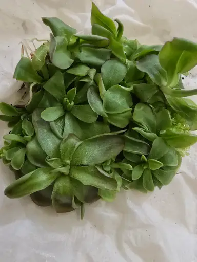 Micro Propagated Pinguicula unboxing and such