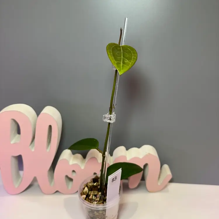 83 RHM24172-CS1 (LouisV [RHM112 {Verticillata (LP-4)x RHM-001}] x Unk)