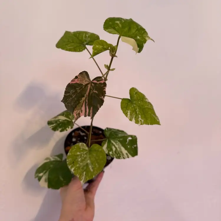 Variegated Hibiscus