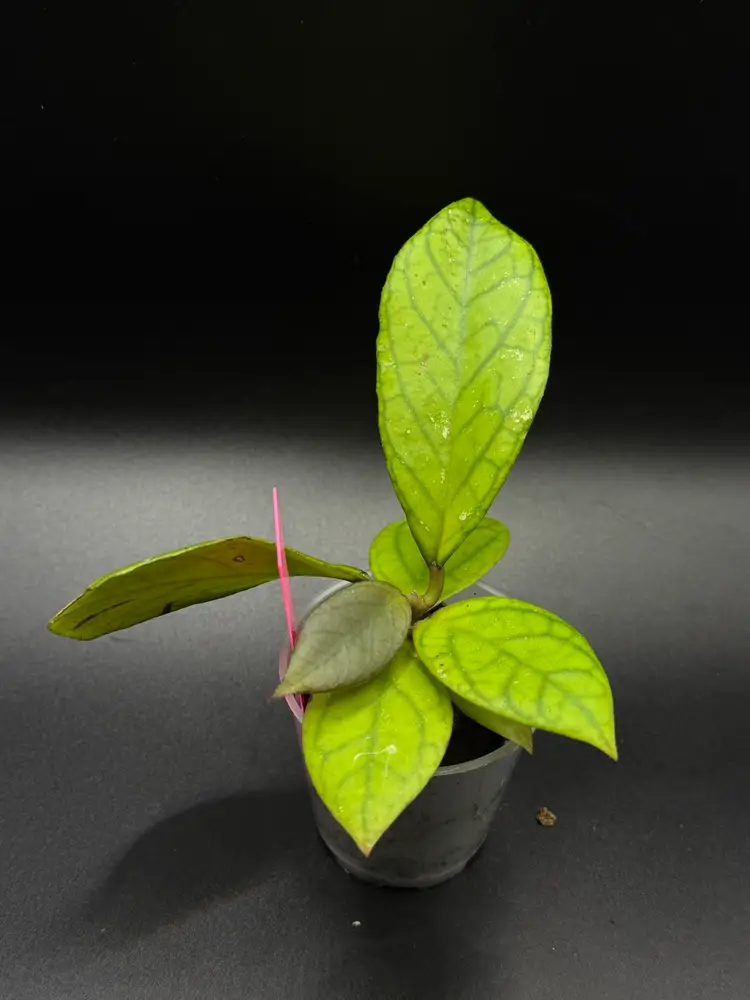 **SEEDLING** Hoya RHM25139 KZ-06 (April x Unk)