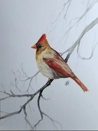 Let's Go Birdwatching! and other fun stuff