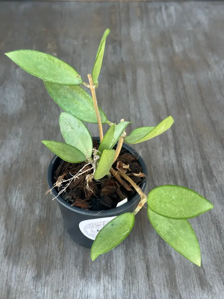 Hoya 'Silver Lady' (16TFM06)