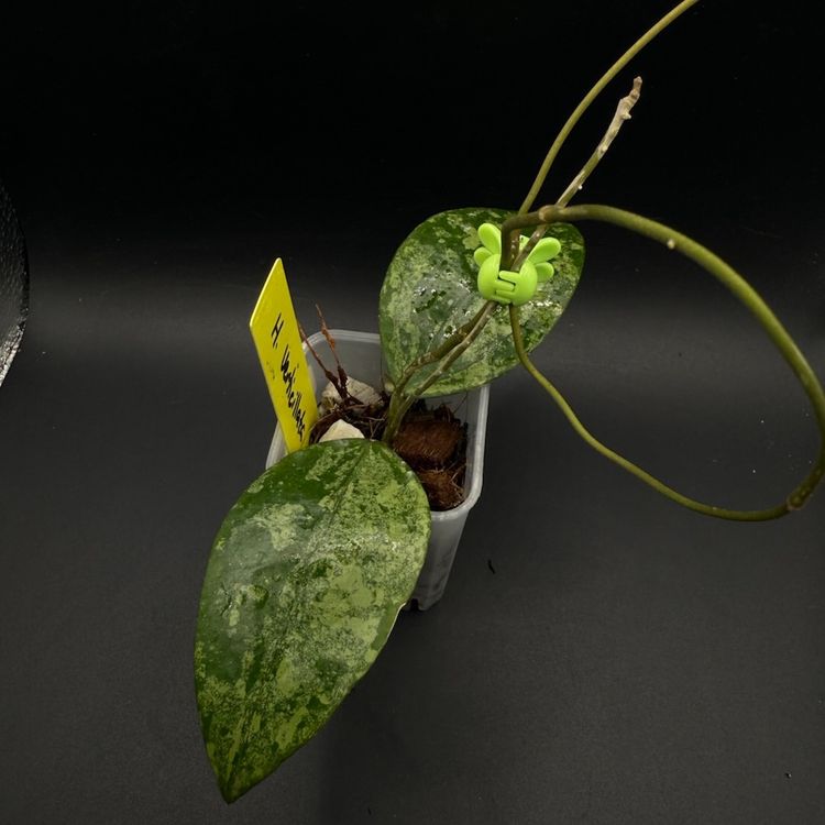 Hoya Verticillata Silver