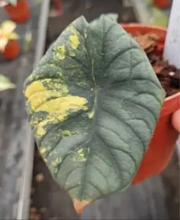 #01 (1 Unit) Alocasia Nebula Aurea Variegated Tissue Cultures