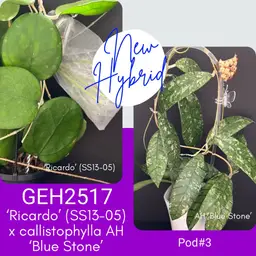 10pk GEH2517 <Ricardo x callistophylla AH 'Blue Stone'> seeds