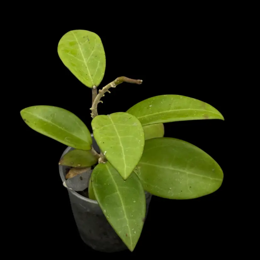 H. RHM2507 KZ-11 (AH âBlack Tigerâ x UNK)