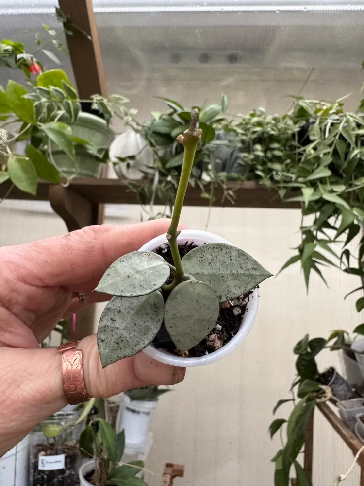 Hoya Lacunosa ‘Moonshine’ rooted in 3inch pot