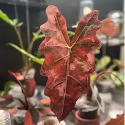 Pseudo Aurea Growers Choice CORM