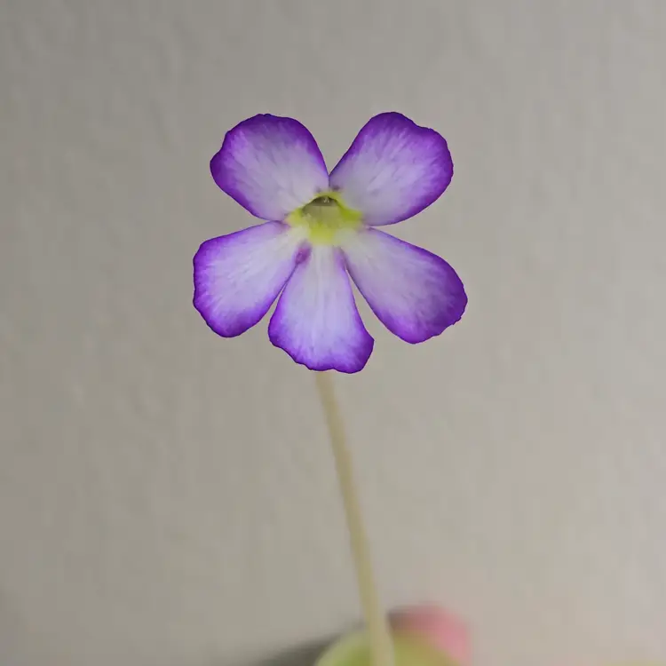 Pinguicula agnata 'El Lobo' x 'Huahuapan'