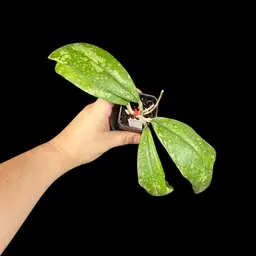 581 Hoya sp. Northern Sumatra