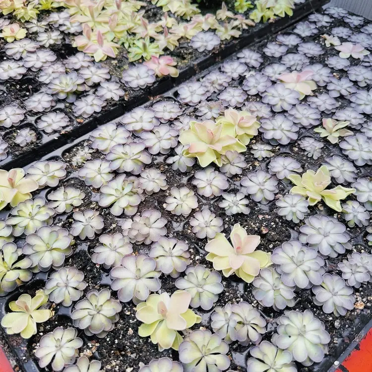 Pinguicula Cyclosecta Live Plant - Carnivorous Butterwort - Gnat Eating Plant