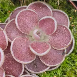 Pinguicula esseriana "Black Leaf"