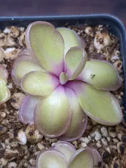 P. '''Pinwheel'''