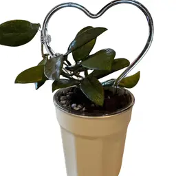 Self watering set of 5