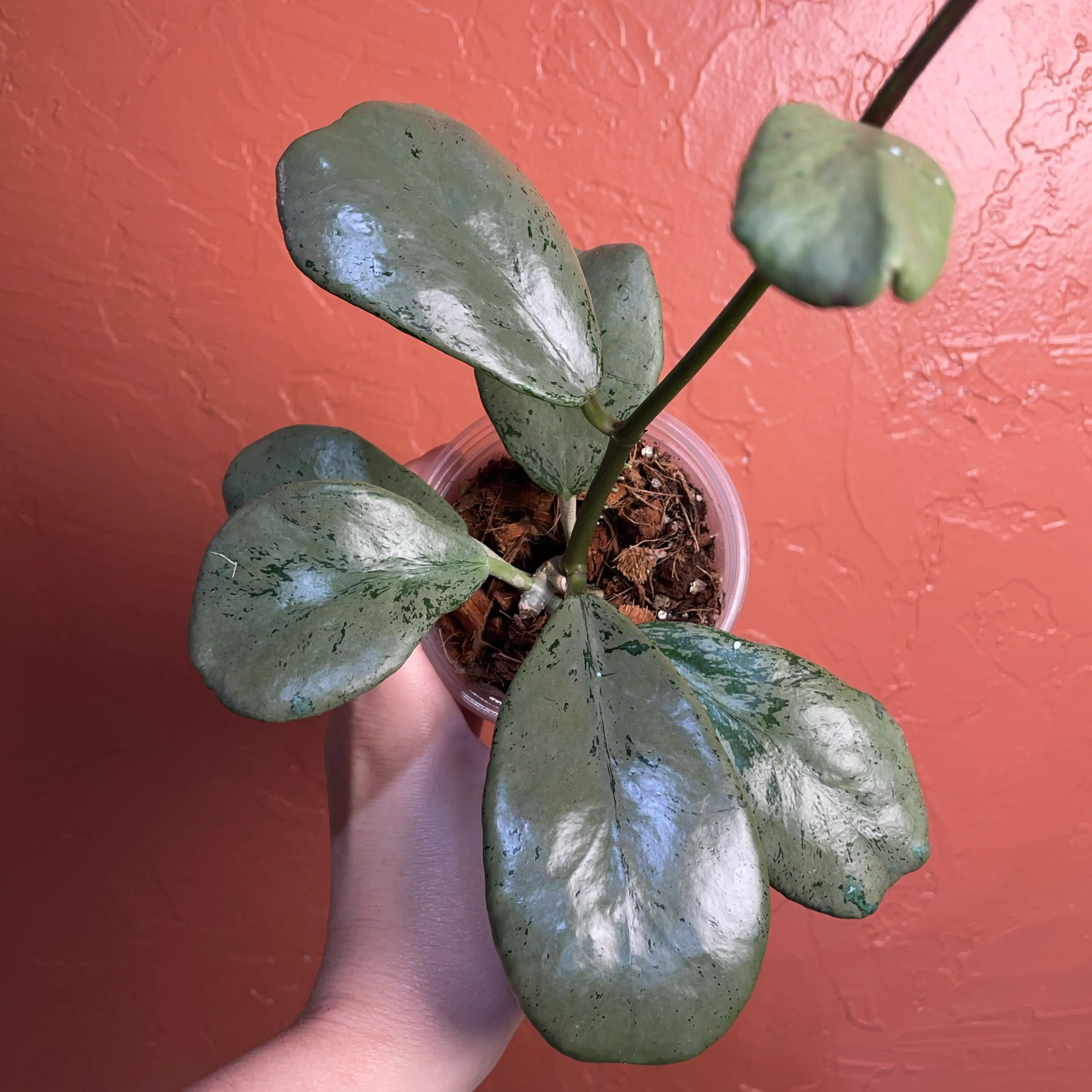 Image 2 of 2
