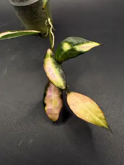 Hoya Lacunosa sp Cianjur Variegated