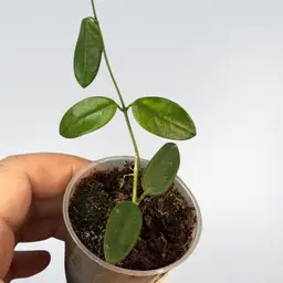 Hoya wing bean