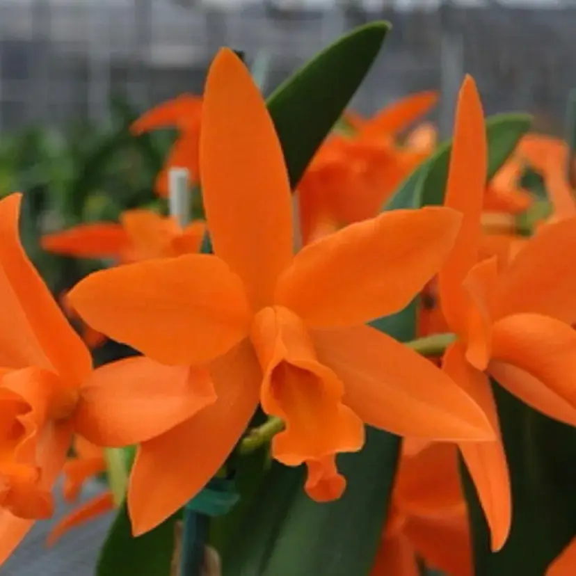 Rlc. Linda Vee