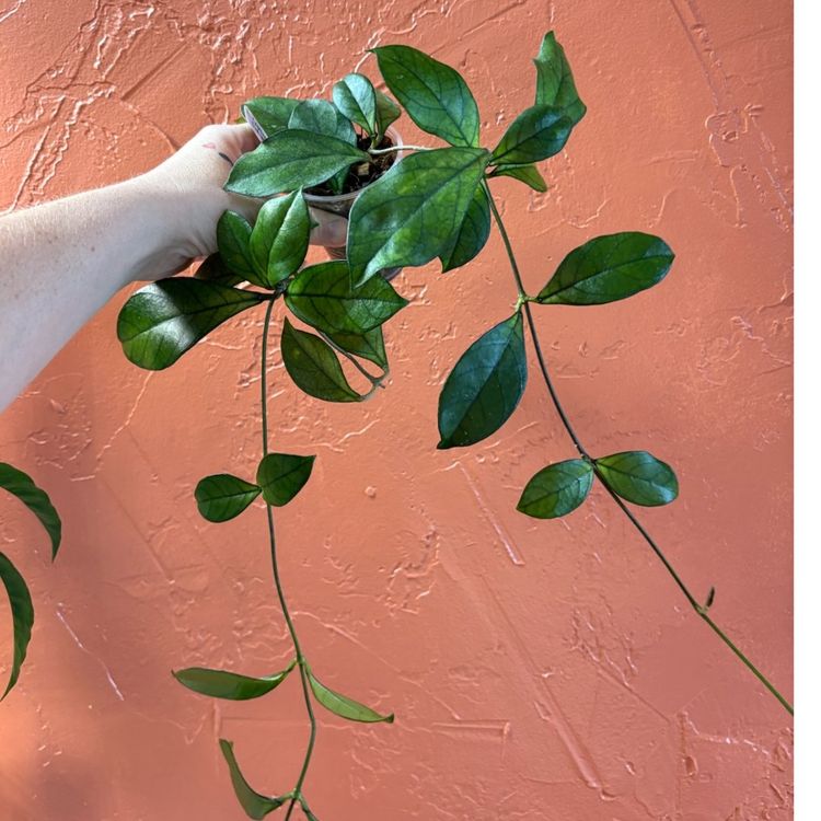 Hoya crassiepetiolata (formerly circulated as hainanensis)